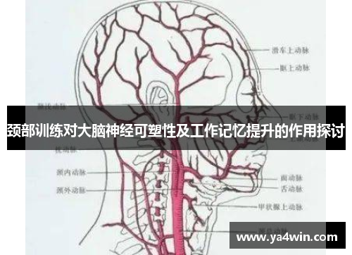 颈部训练对大脑神经可塑性及工作记忆提升的作用探讨